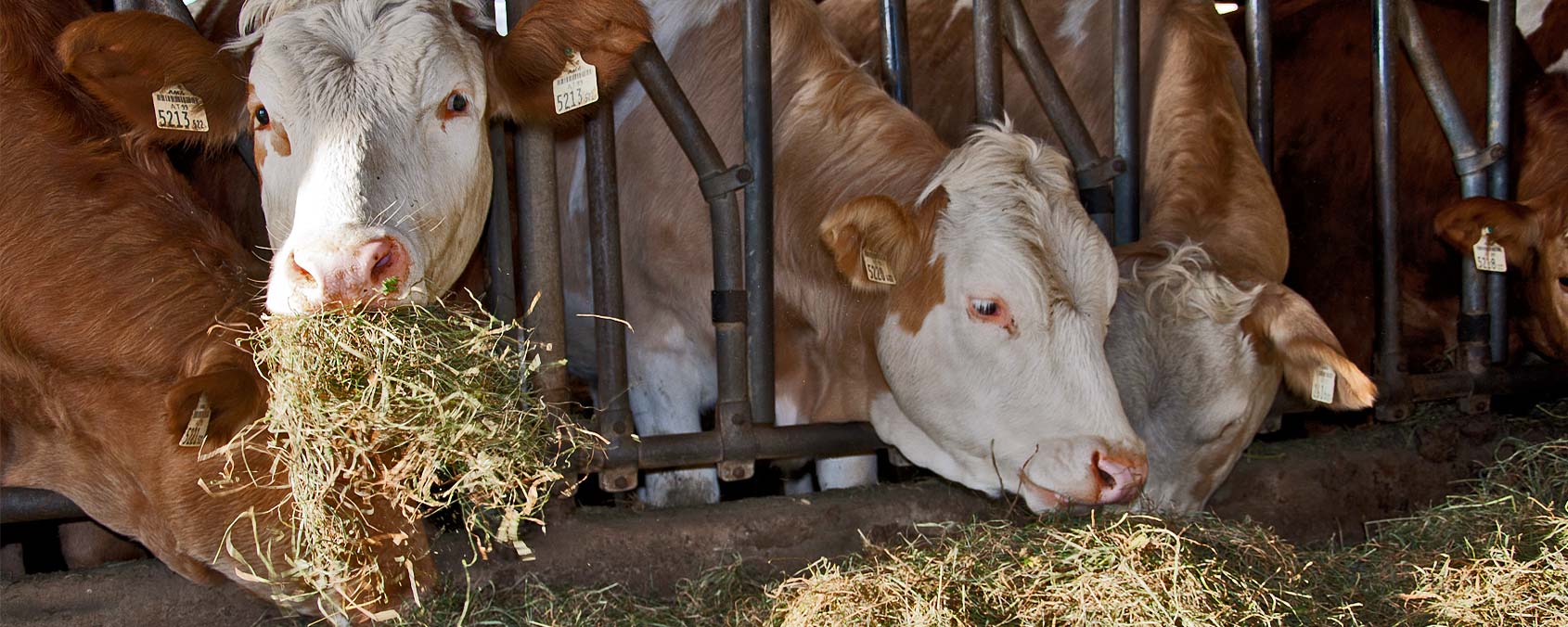 Erentudishof Salzburg Heumilch artgerechte Tierhaltung