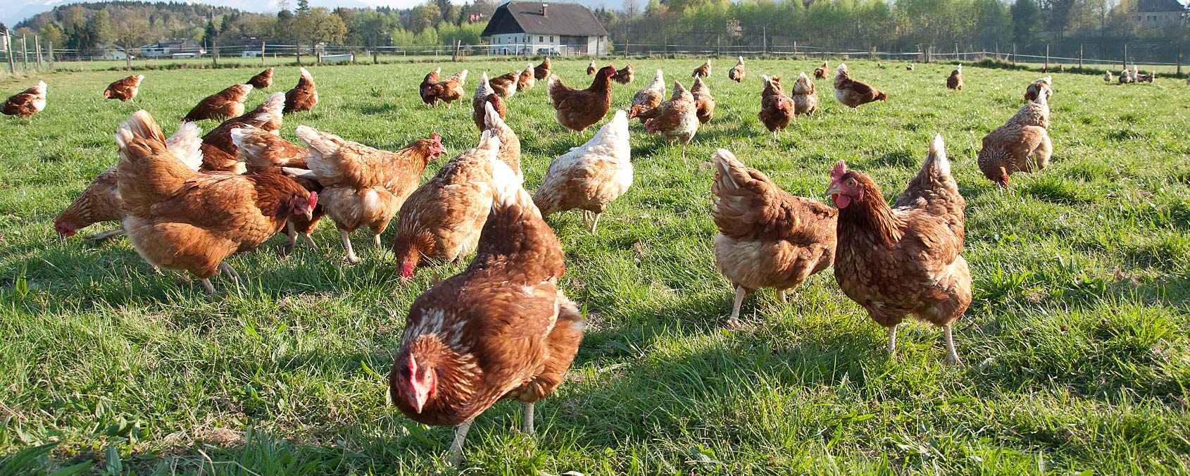 Huhn Wie Bei Den Einheimischen Auf Bali — Rezepte Suchen